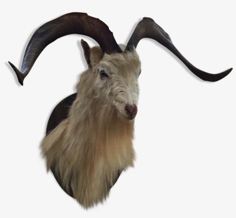 Tete De Bouc 1457x1457 Png Download Pngkit