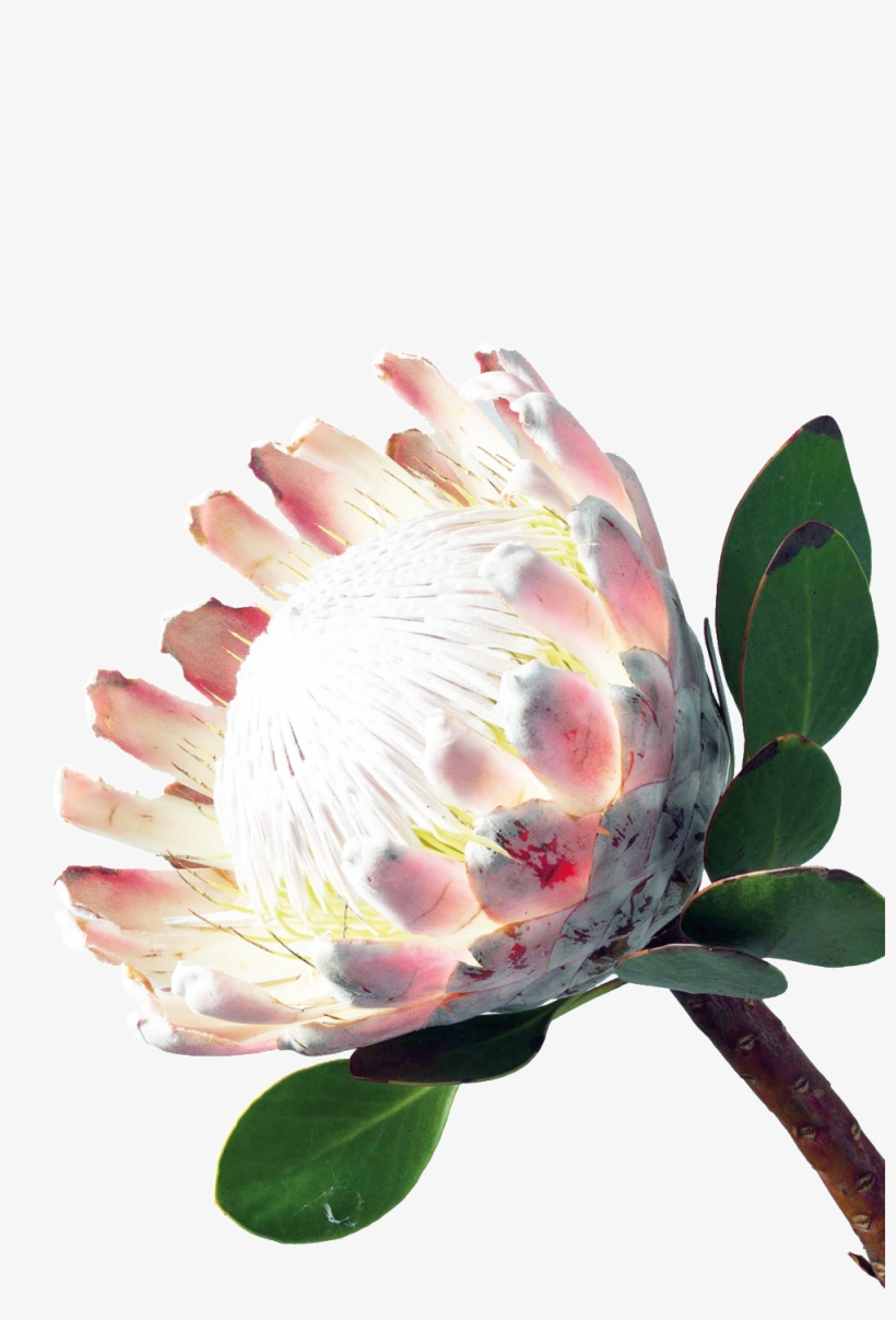 Charming Flower Cartoon Transparent - Banksia, transparent png