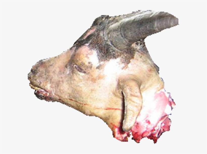 Goat Head - Boar, transparent png