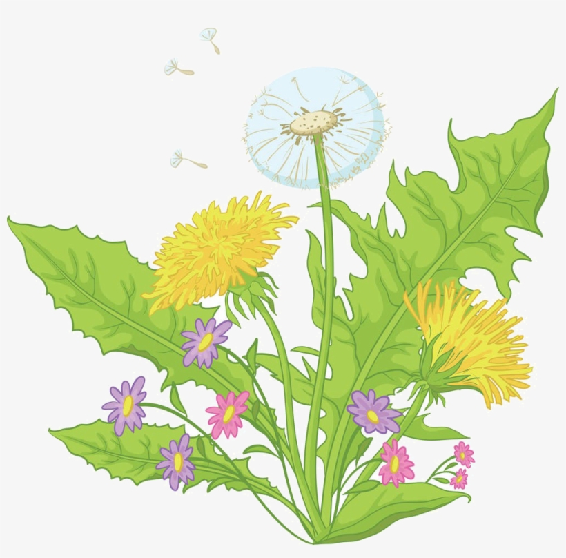 1000 X 937 4 - Cartoon Dandelions, transparent png