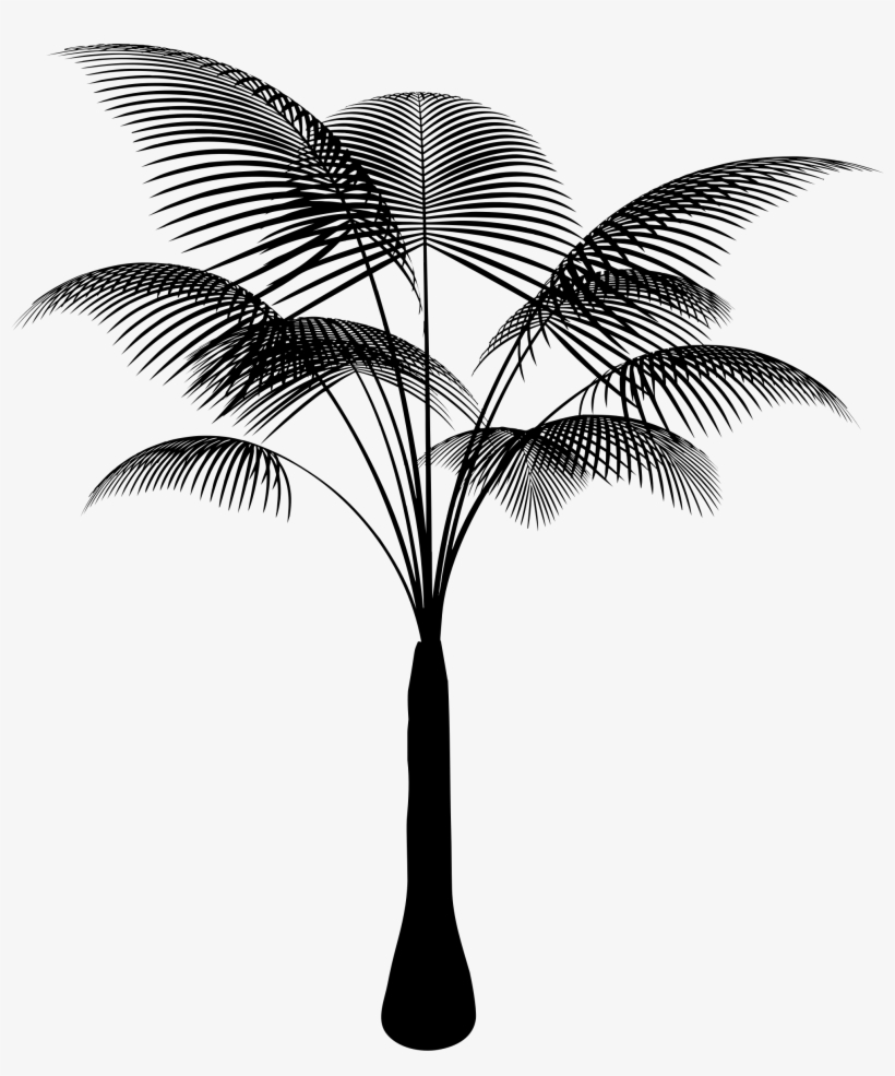 Big Image - Attalea Speciosa, transparent png