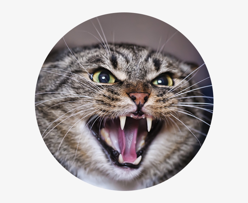 Angry Adult Tabby Cat - Cat Hissing Meme, transparent png