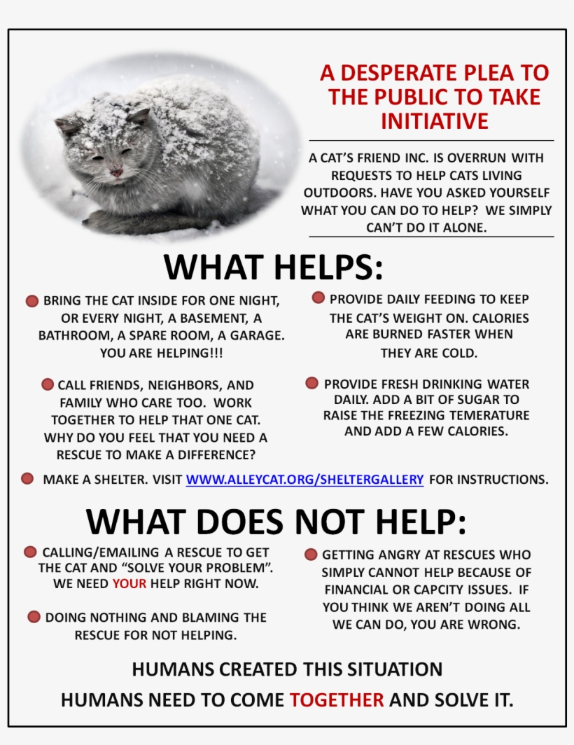 Frequently Asked Questions - Winter Cat Infographic, transparent png