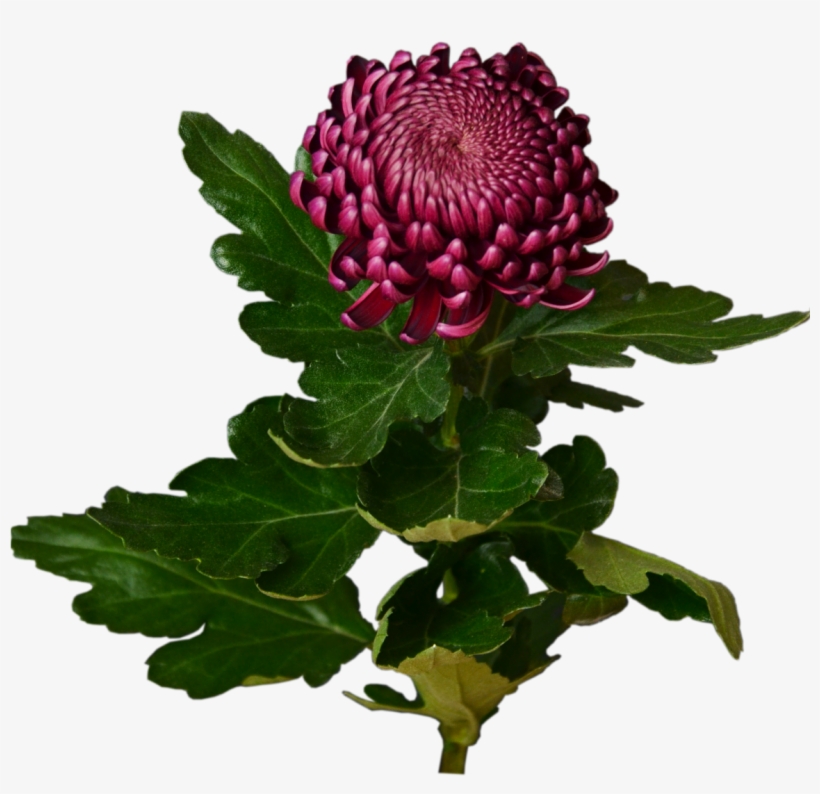 Burgundy Chrysanthemum Flower Shop Studio Flores - Burgundy Chrysanthemum, transparent png