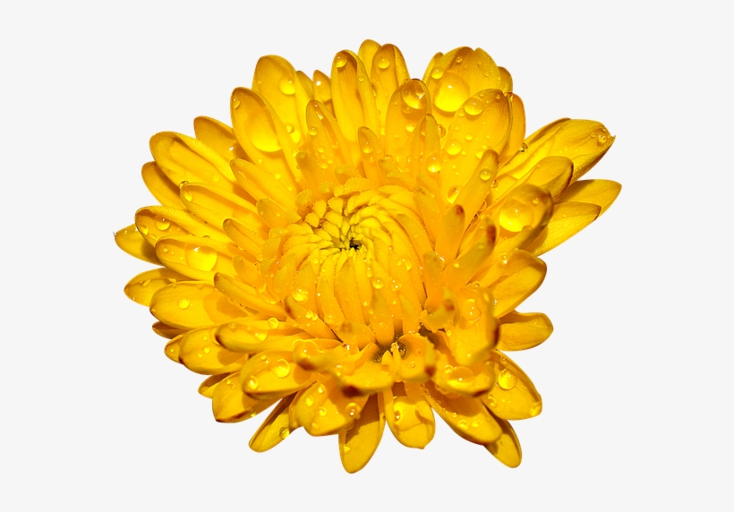 Chrysanthemum, Many Wings, Yellow - English Marigold, transparent png