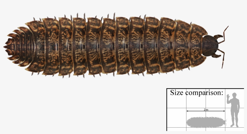 King Cobra Interestingasfuck Httpsupload Wikimedia - Arthropleura Png, transparent png