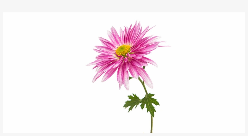 Chrysanths, transparent png