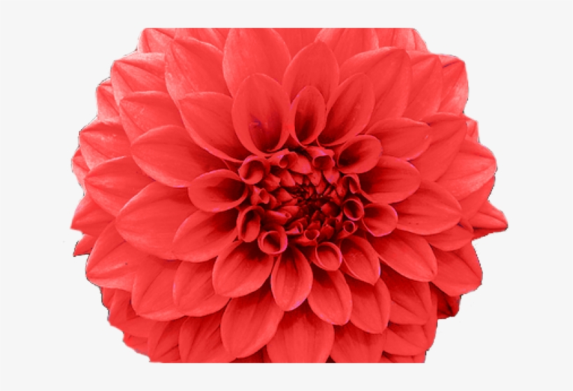 Chrysanthemum Clipart Transparent - Chrysanthemum November Birth Flower, transparent png