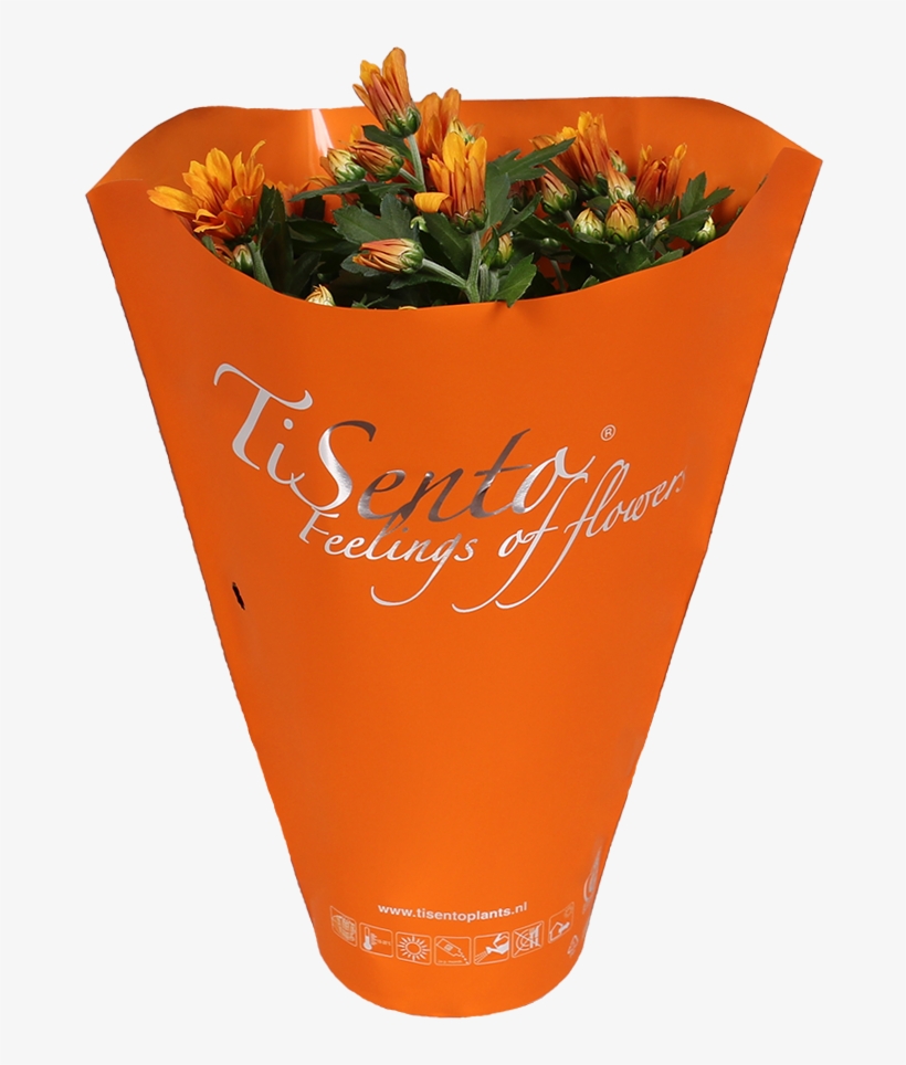 Tisento Never Fails To Surprise With Her Trendy Packaging - Tulip, transparent png