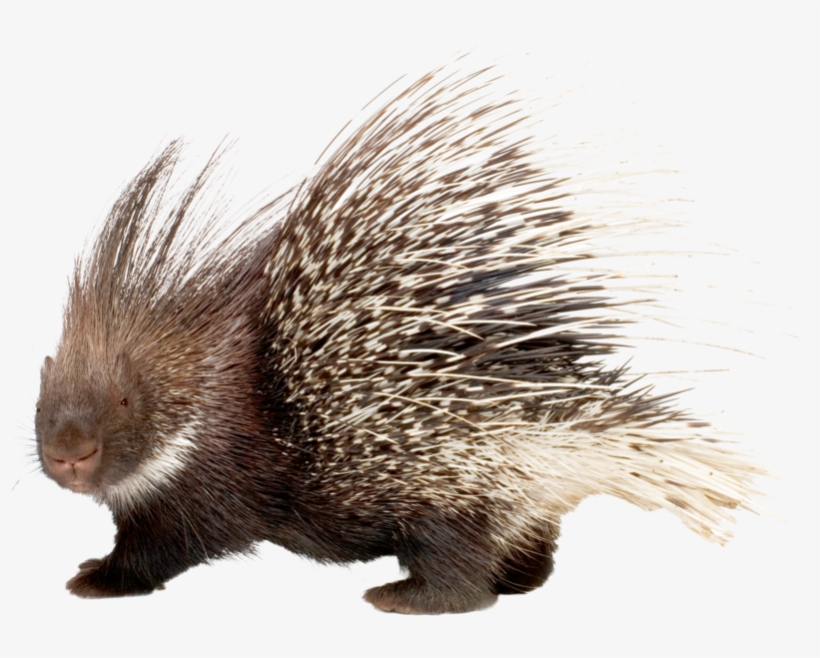 It Will Launch A Backward Attack, Ramming Its Rear - Stachelschwein Png, transparent png