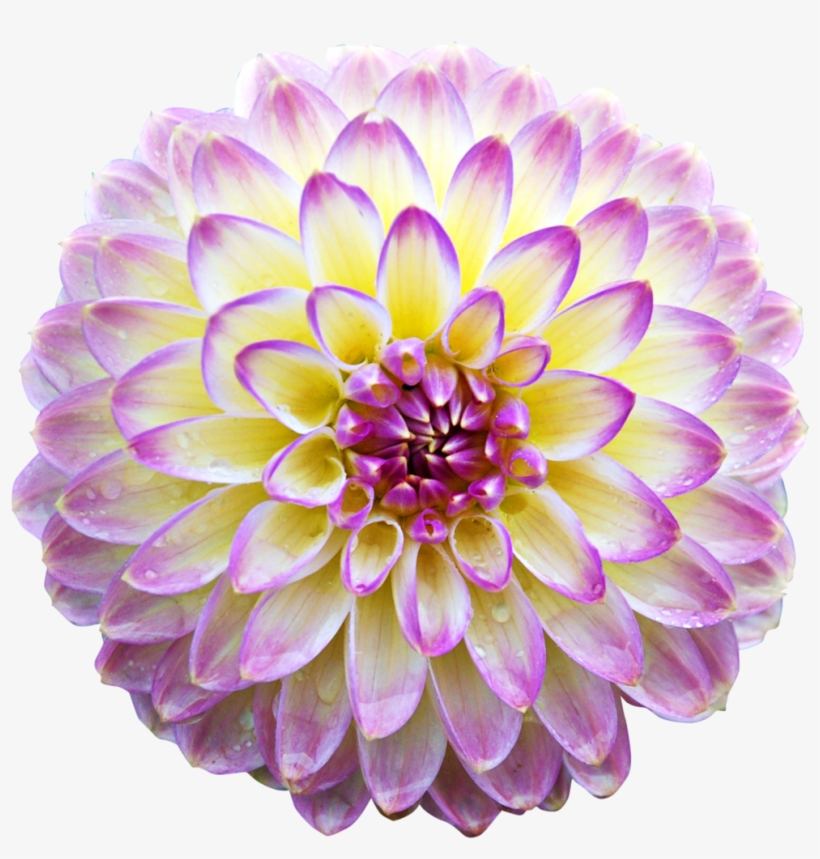 Фотки Flores Rosas, Momentos Preciosos, Imagenes Gif, - Flower Transparent Animated, transparent png