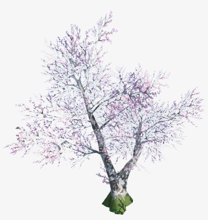 Cherry Blossom - Canoe Birch, transparent png