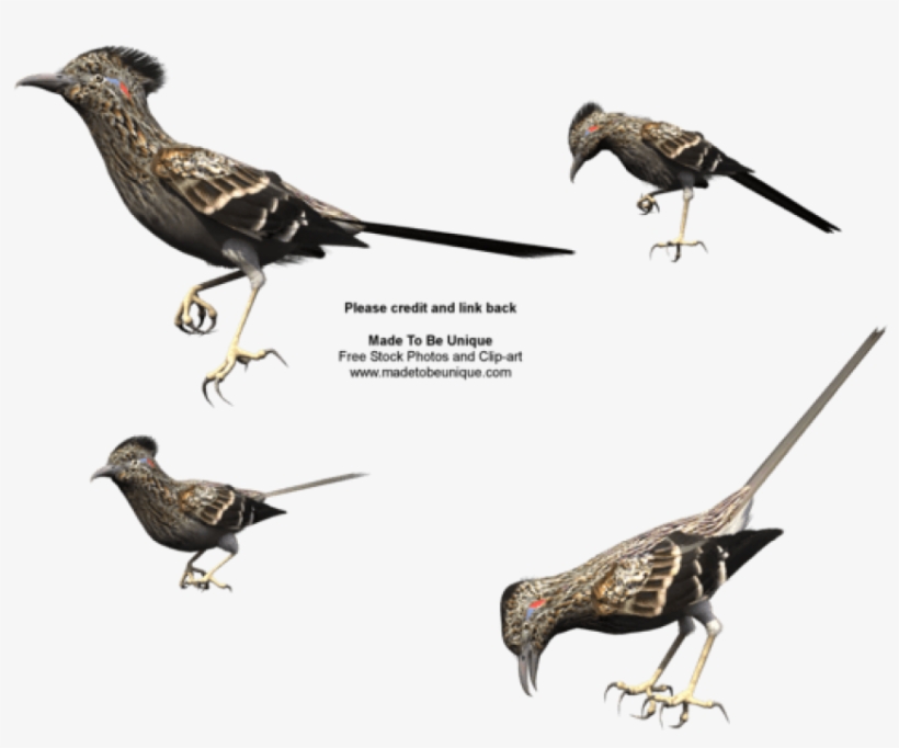 Free Png Download Roadrunner Bird Png Images Background - Butterfly, transparent png