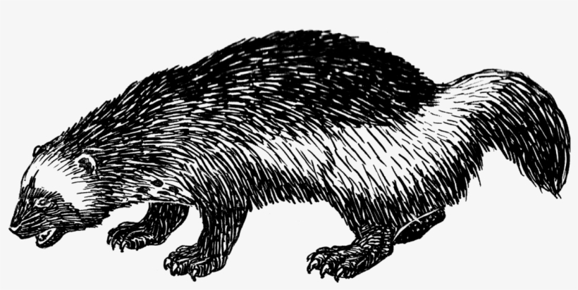 Woodchuck 1423 - Punxsutawney Phil, transparent png