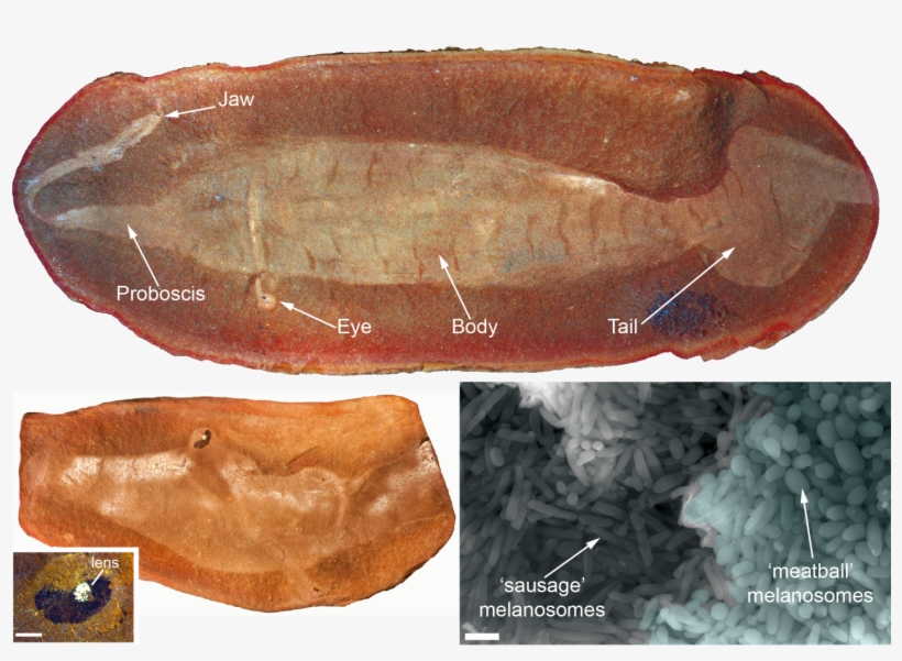 Image Of The 'tully Monster' Fossil And 'meatball' - Tully Monster Fossil, transparent png