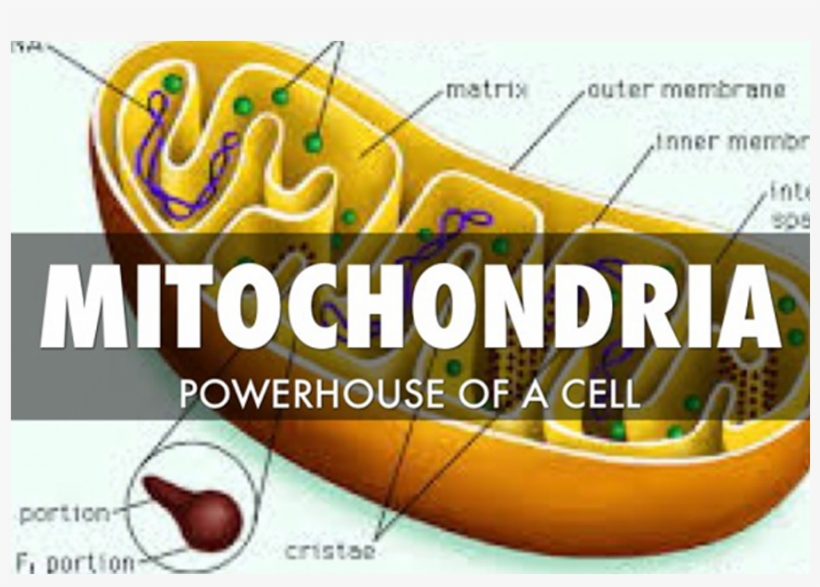 Why Am I So Tired Your Mighty Mitochondria - Boat, transparent png