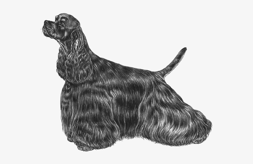 American Cocker Spaniel - Amerikansk Cocker Spaniel Svart, transparent png