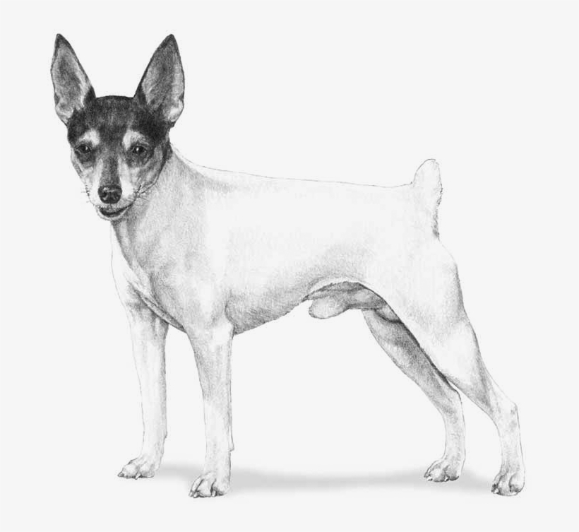 700 X 700 9 - Draw A Toy Fox Terrier, transparent png