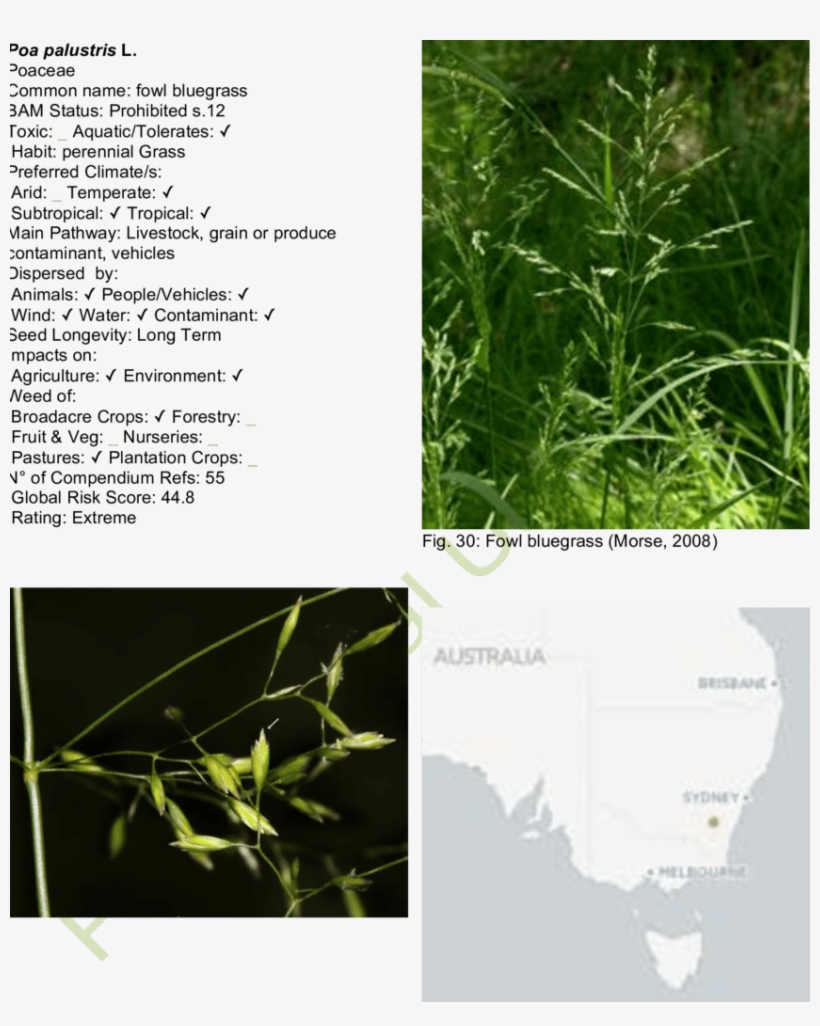 Fowl Bluegrass Map - Hierochloe, transparent png