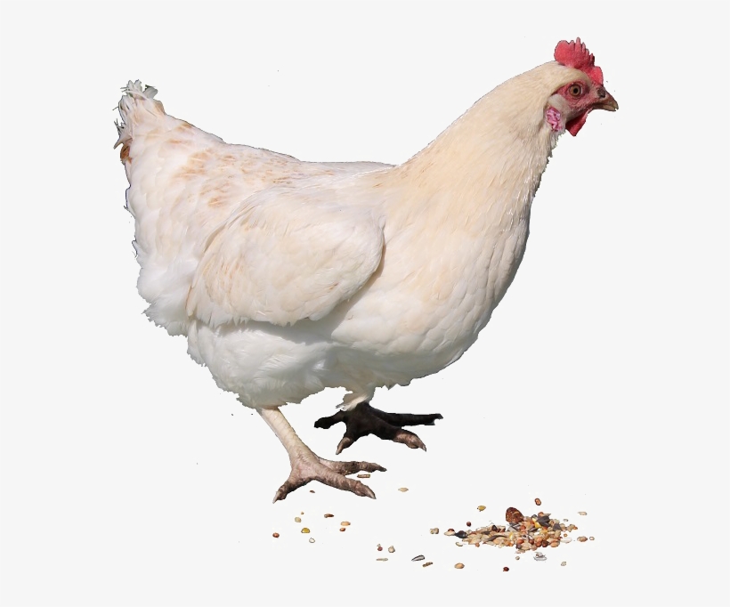 Hen Free Png Image - Live Chicken Png, transparent png