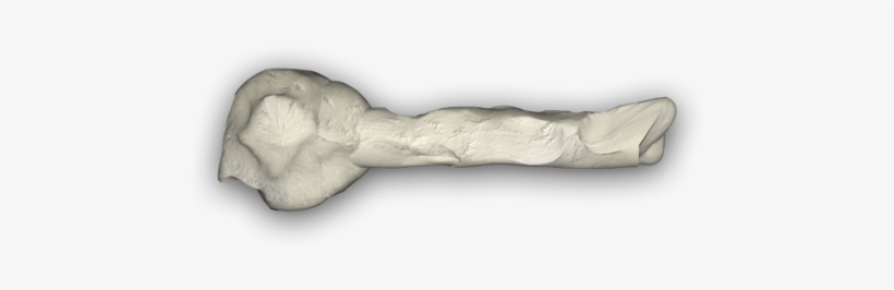 Bone 4 4e - Western Concert Flute, transparent png