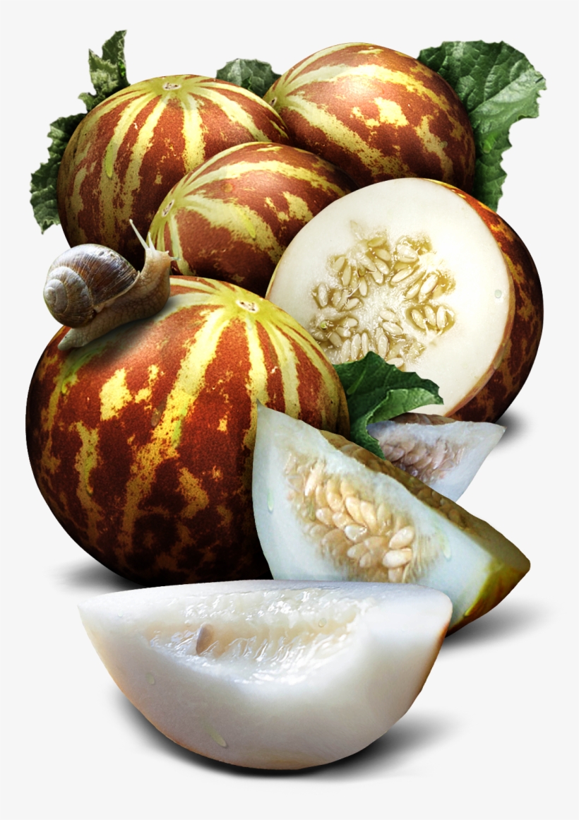 Tigger Melon Seeds For Planting, transparent png