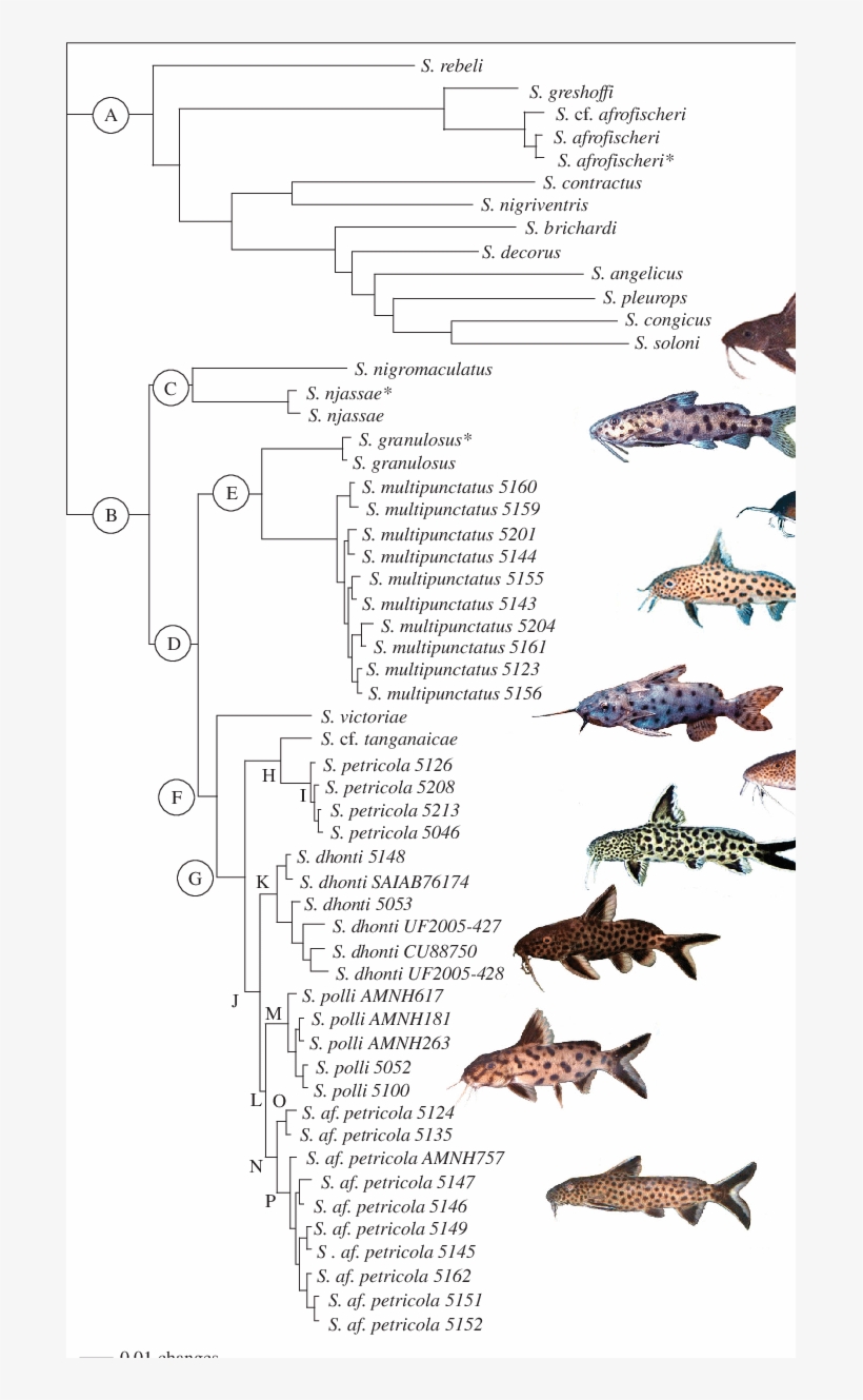 Bi Tree Of Synodontis Catfish - Synodontis, transparent png