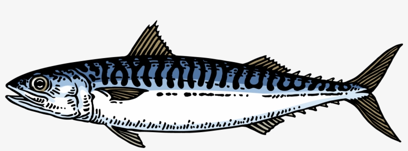 Mackerel - Atlantic Mackerel, transparent png