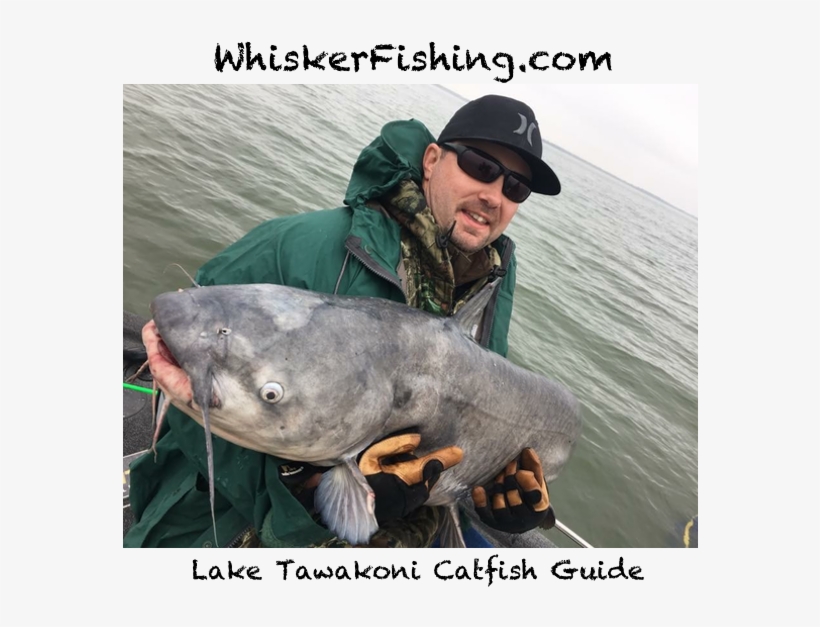 Lake Tawakoni Fishing Report - Pull Fish Out Of Water, transparent png