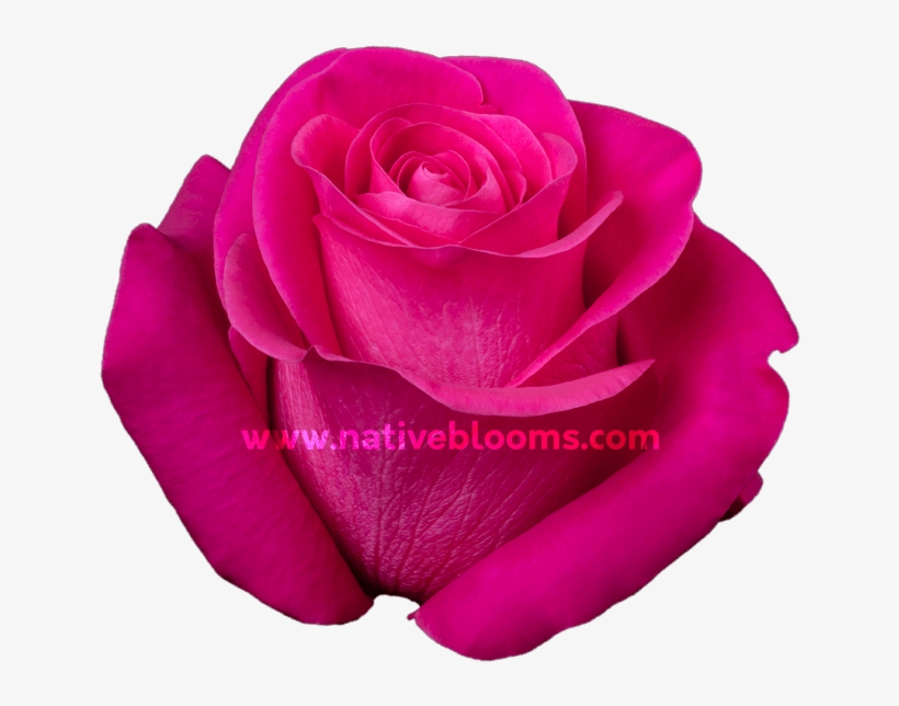 Pink Floyd Roses - Floribunda, transparent png