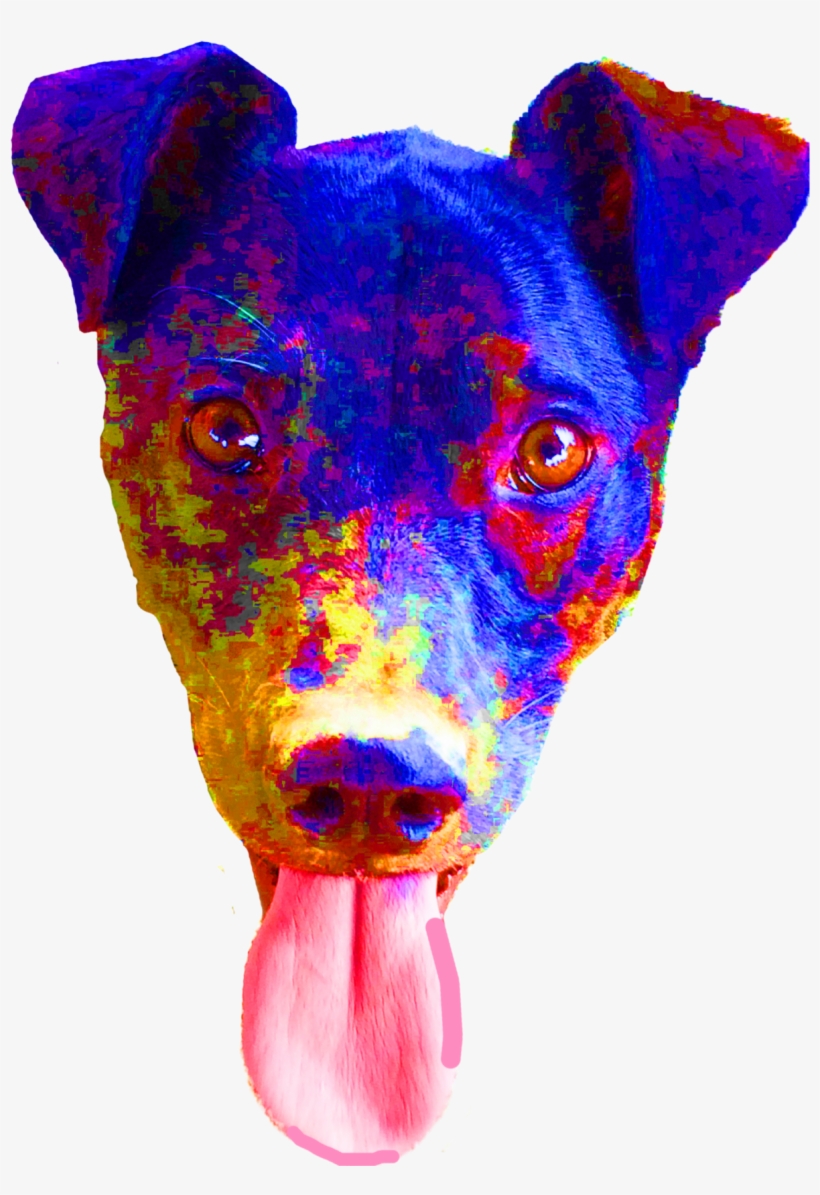 The Image On The Left Is Awesome, But I Didn't Like - Miniature Pinscher, transparent png
