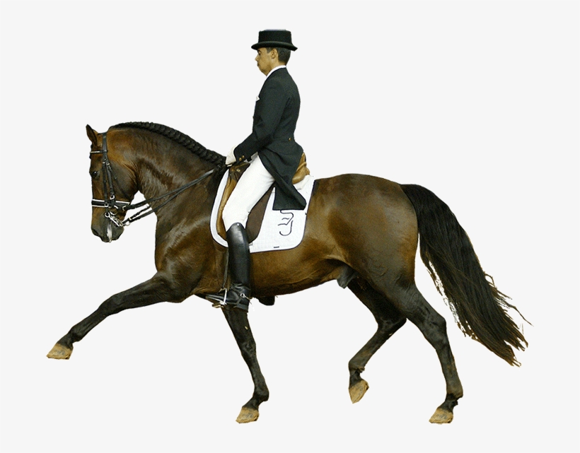 Este Nivel De La Prueba Exige La Mayor Habilidad Y - Stallion, transparent png