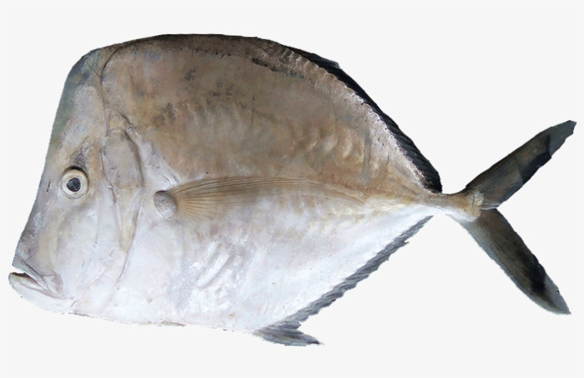 Cara E Caballo - Hairfinned Silverfish, transparent png