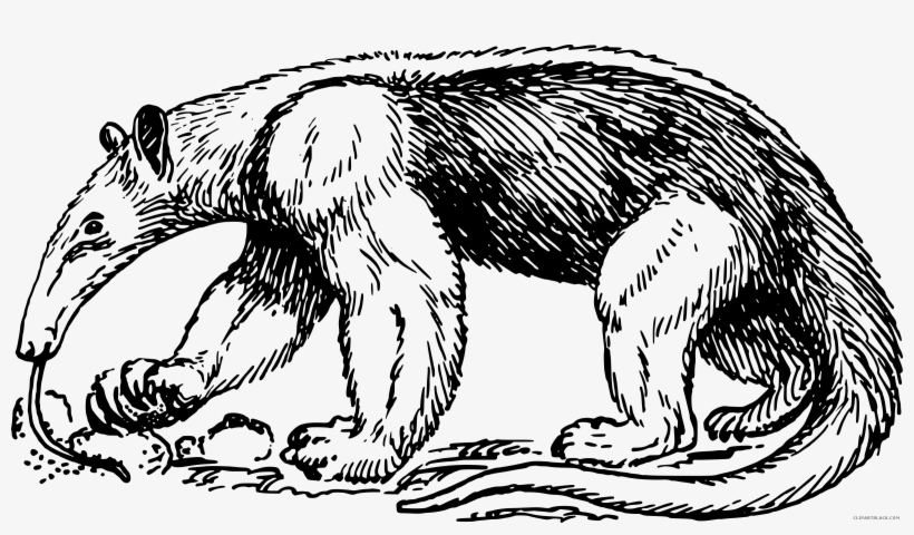 Anteater Animal Free Images Clipartblack - Anteater Black And White, transparent png