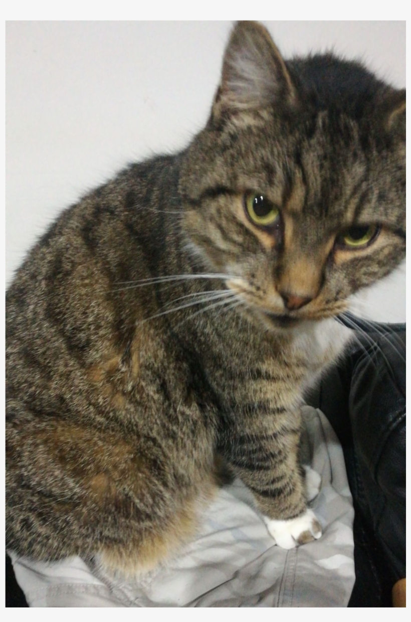 Sightings - Domestic Short-haired Cat, transparent png
