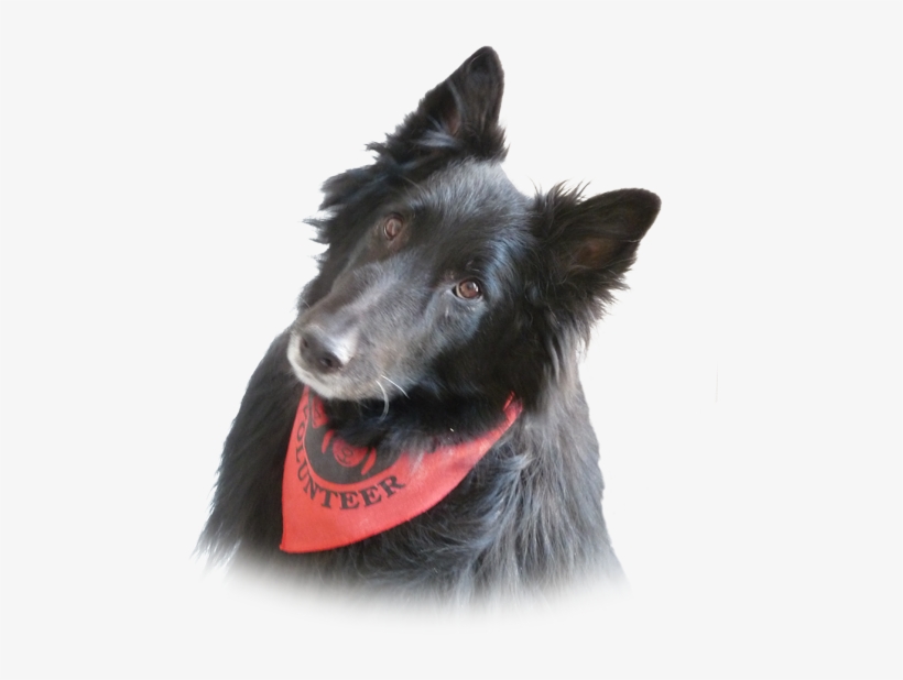 Dog Catches Something, transparent png