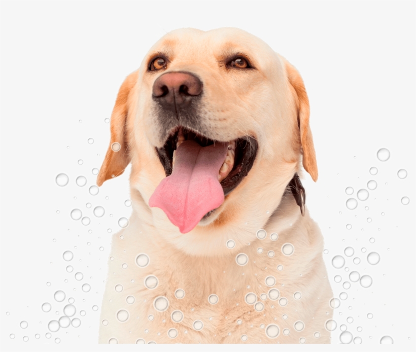 Conga´s Pet Grooming - Dog, transparent png