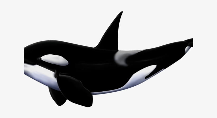 Orca Clipart White Background - Orcas Png, transparent png