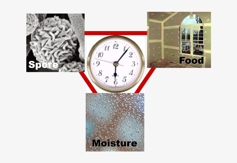 What Causes Mold To Grow - Quartz Clock, transparent png