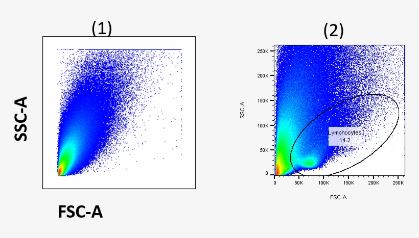 Tumor Cells At Different Voltage - Tumor Infiltrating Lymphocytes Fsc Ssc, transparent png