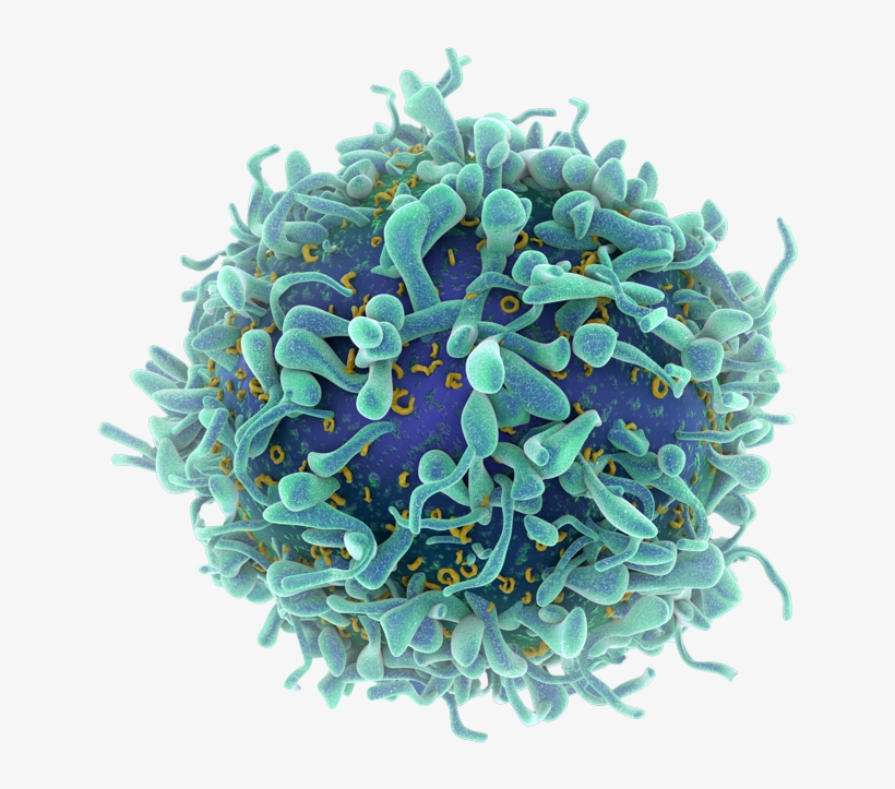 T-cell - Cientificos Logran Medir La Velocidad De La Muerte, transparent png