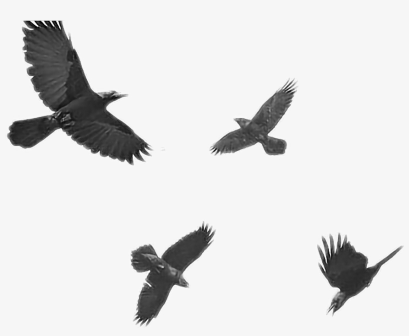Crows Sticker - Black Raven, transparent png
