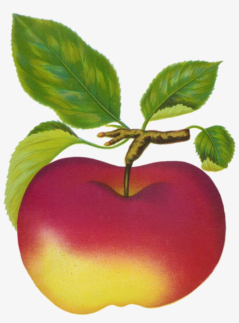 Mac Clipart - Fruit Clip Art, transparent png