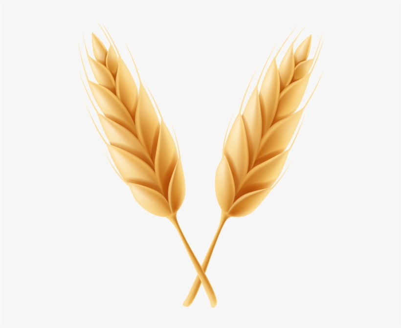 0, - Wheat, transparent png