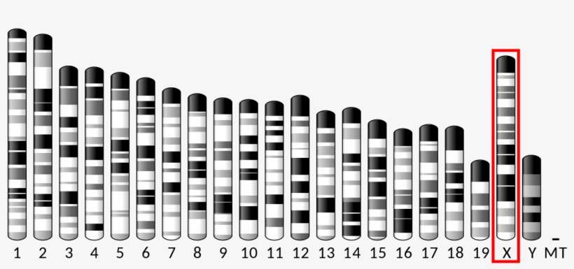 Ideogram House Mouse Chromosome X - Chromosome 15, transparent png