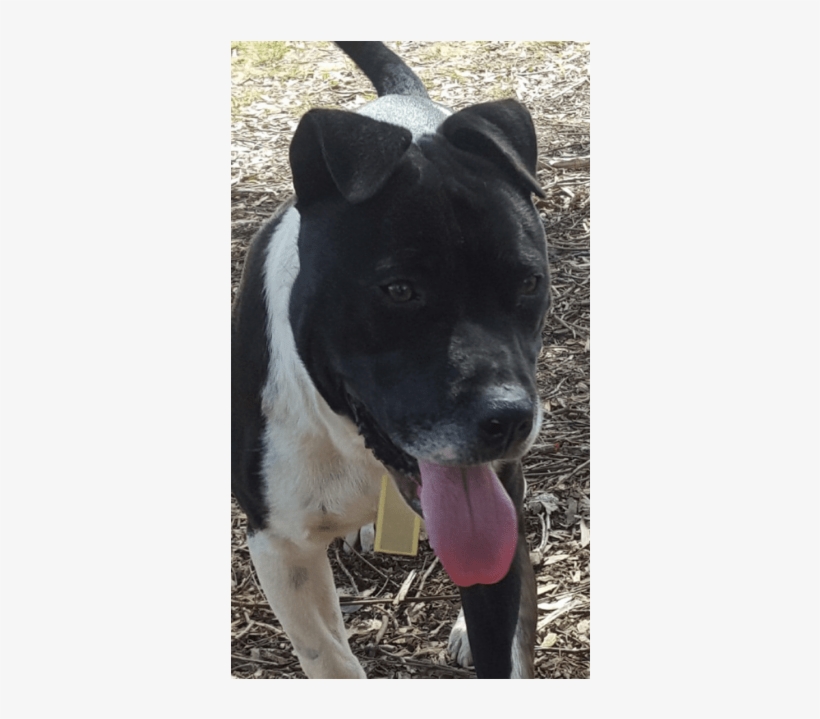 Photo Of Mac - Staffordshire Bull Terrier, transparent png