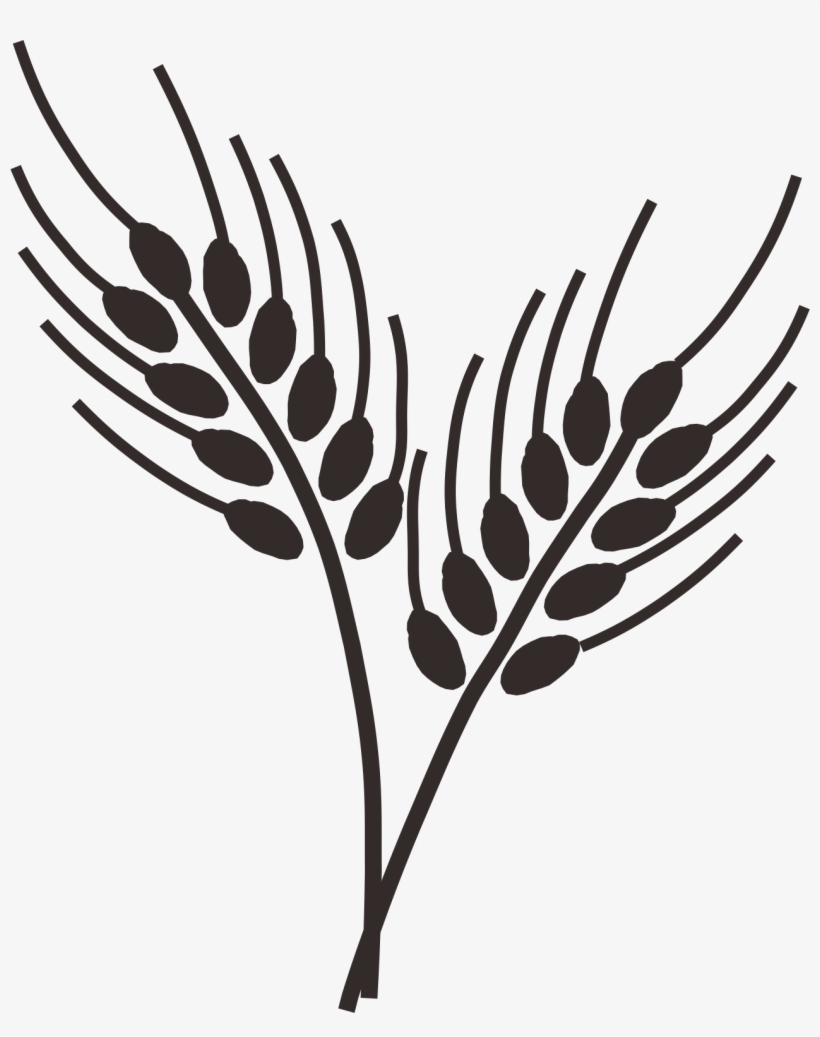 Common Wheat Drawing Cereal - Wheat Drawing, transparent png