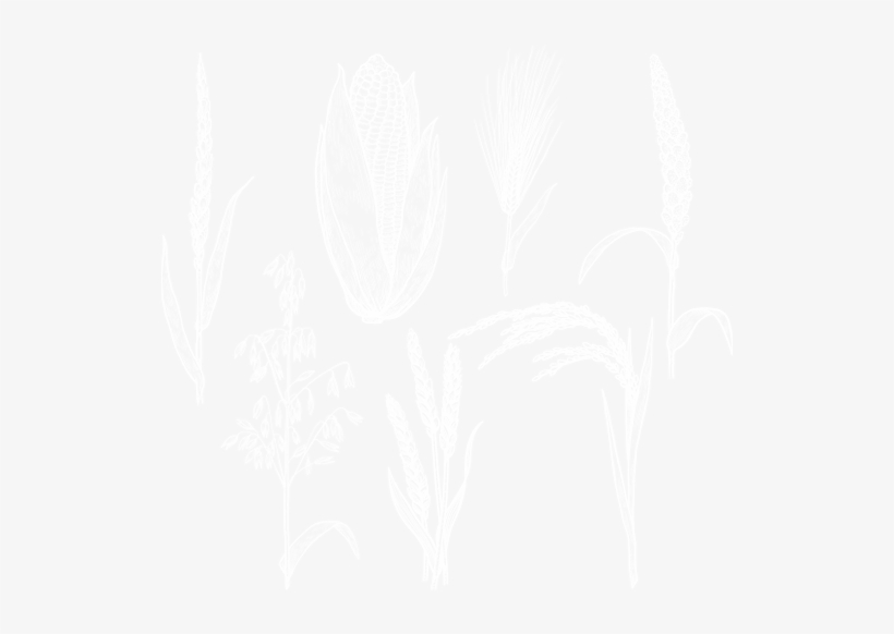 Hhd - Floral Design, transparent png