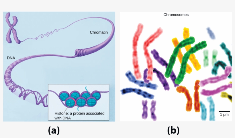 In This Illustration, Dna Tightly Coiled Into Two Thick - Fragile X Syndrome, transparent png