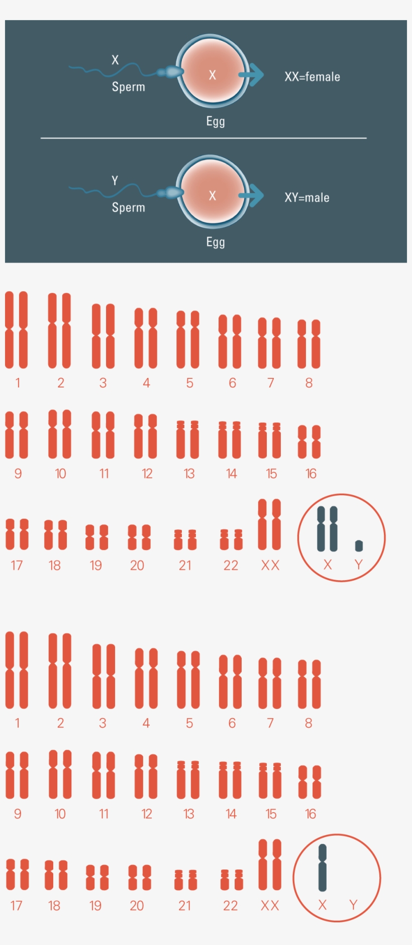 Chromosome Conditions Chromosome Conditions - 転 座 型 ダウン症, transparent png
